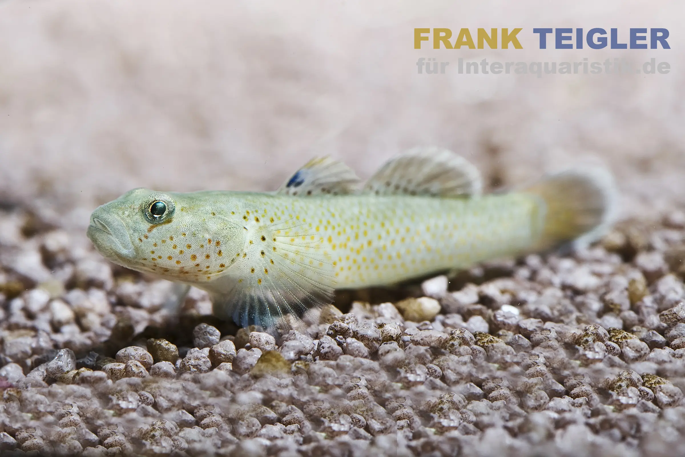Gobie à taches rouges, Rhinogobius reubromaculatus