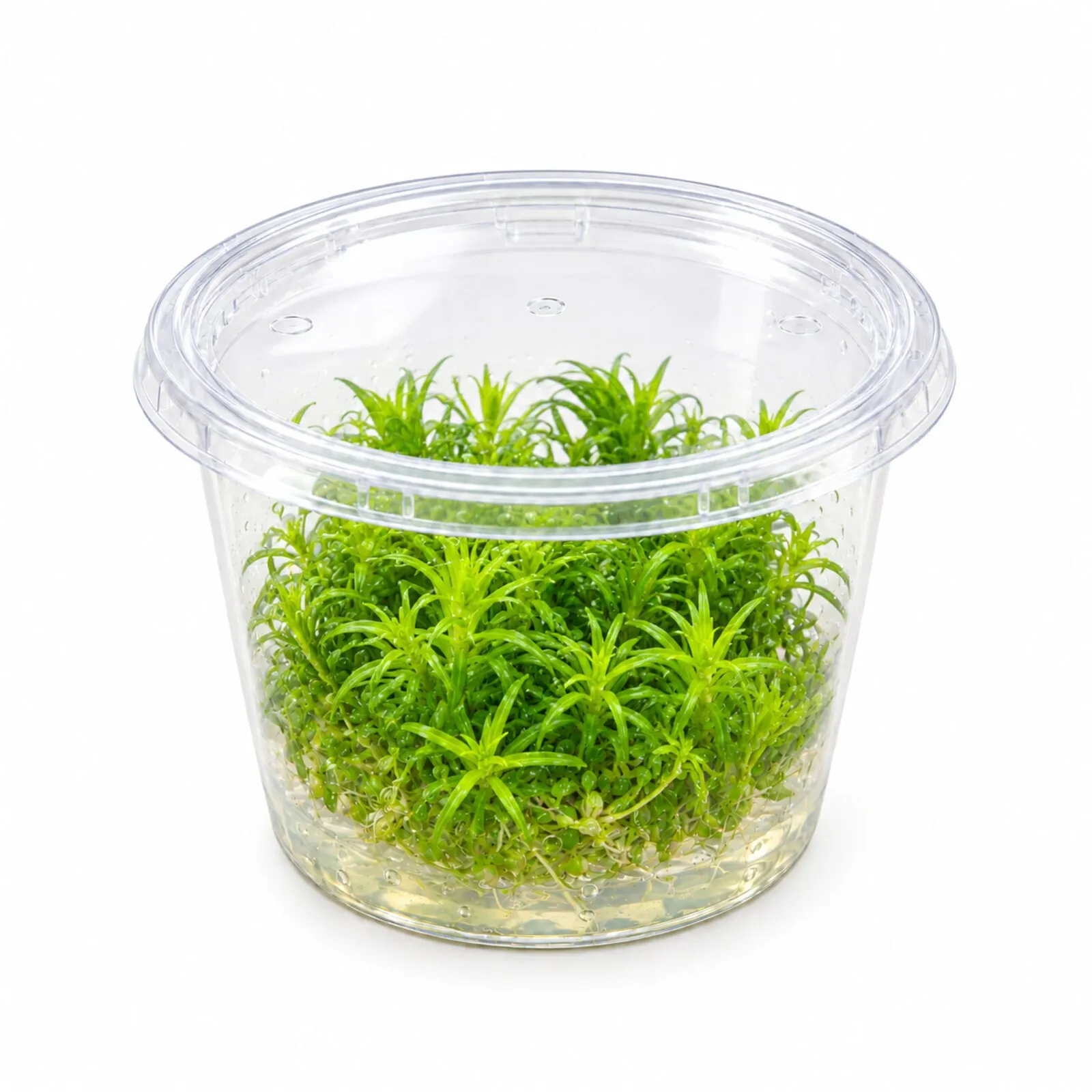 Pogostémon indien, Pogostemon deccanensis (erectus), In Vitro