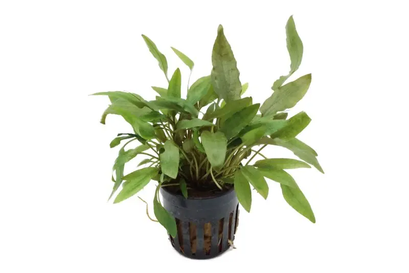 Calice d’eau brun, Cryptocoryne wendtii braun, en pot