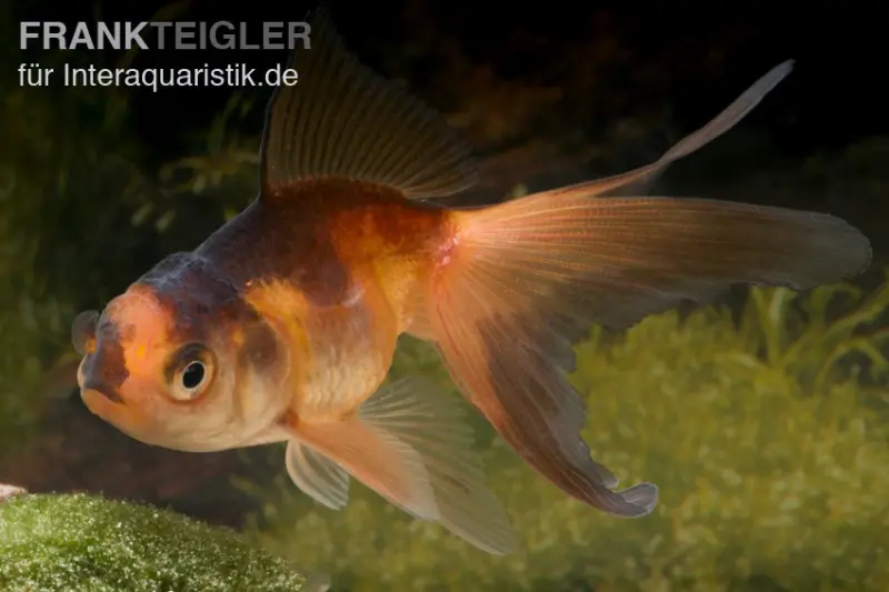 Oranda rouge-noir, Carassius auratus (eau froide), différentes tailles