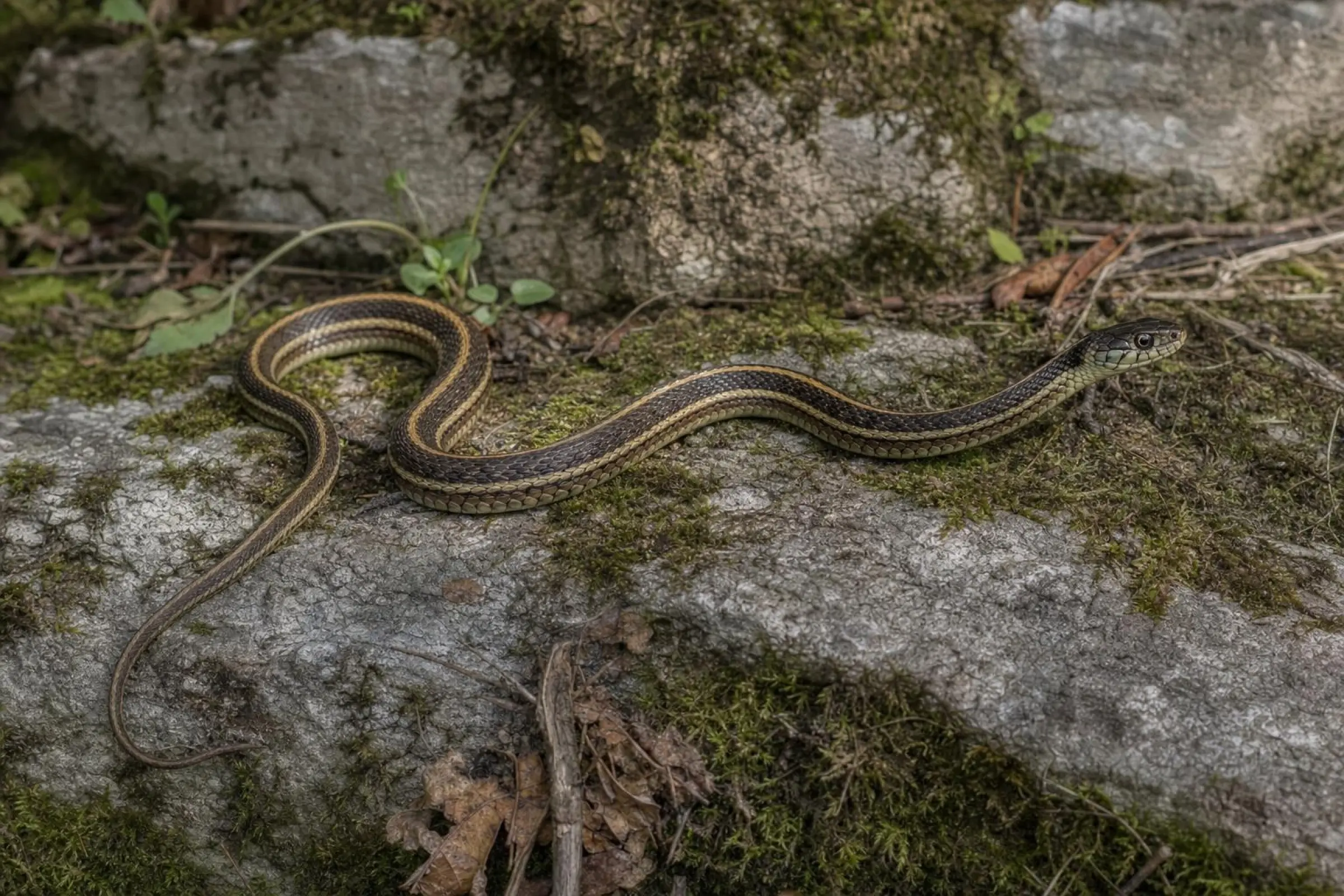 Couleuvre-jarretière mexicaine, Thamnophis eques diluvialis