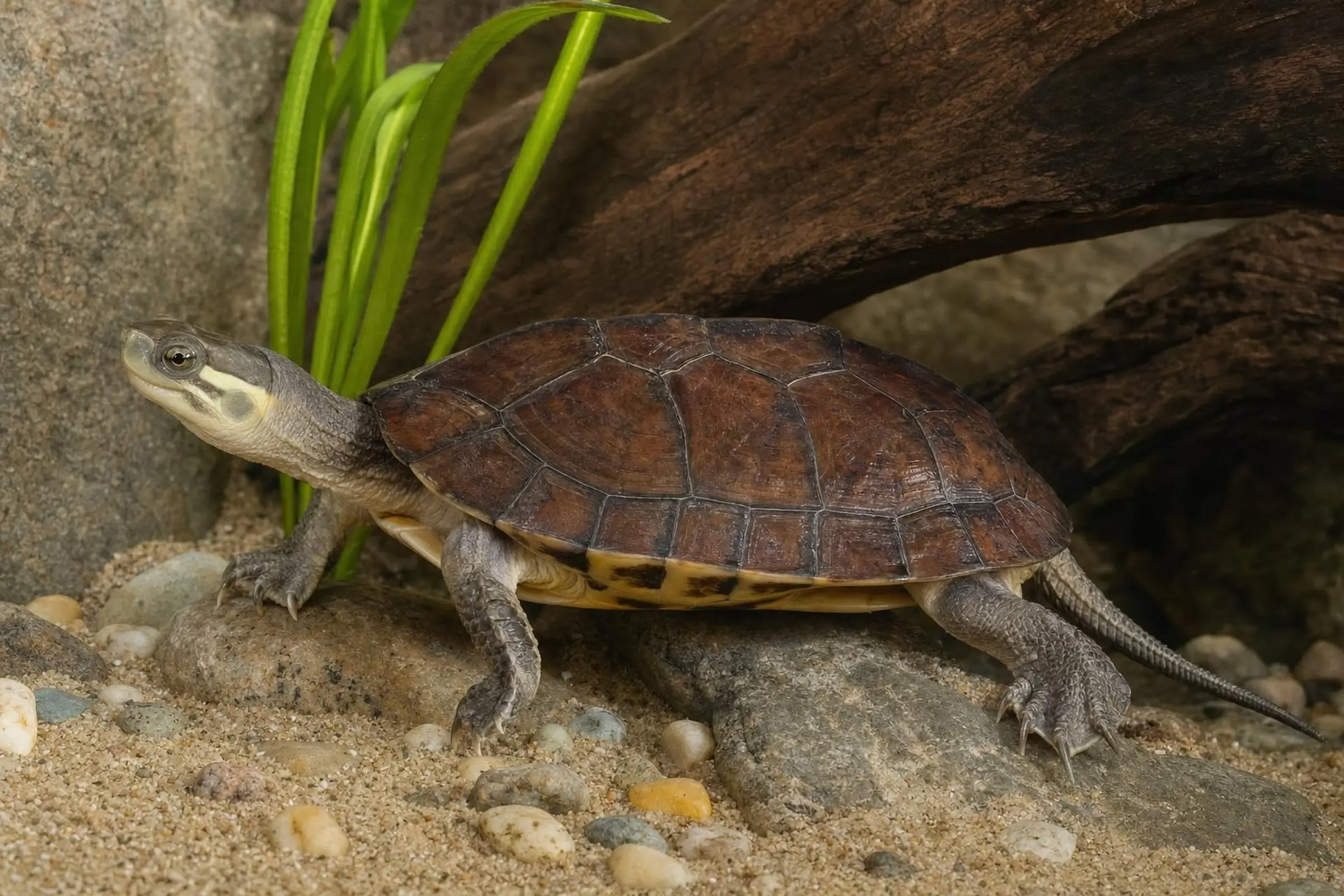 Tortue des marais jaune des Ryukyu, Mauremys mutica kami
