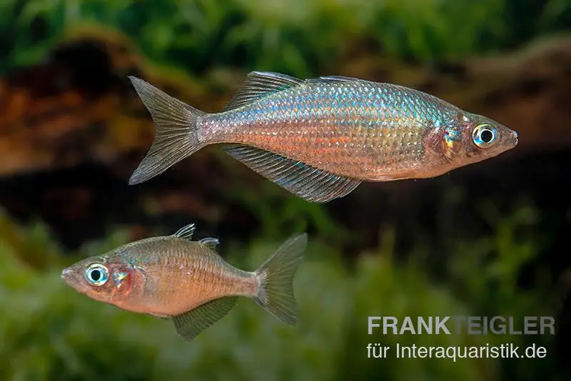 Poisson-arc-en-ciel de Gidomen, Glossolepis spec. Gidomen