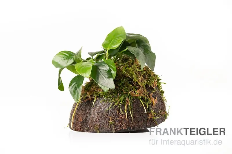 Petite anubias, Anubias nana, sur coque de noix de coco