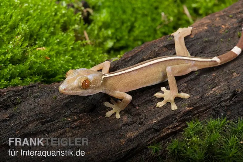 Gecko rayé, Gekko vittatus
