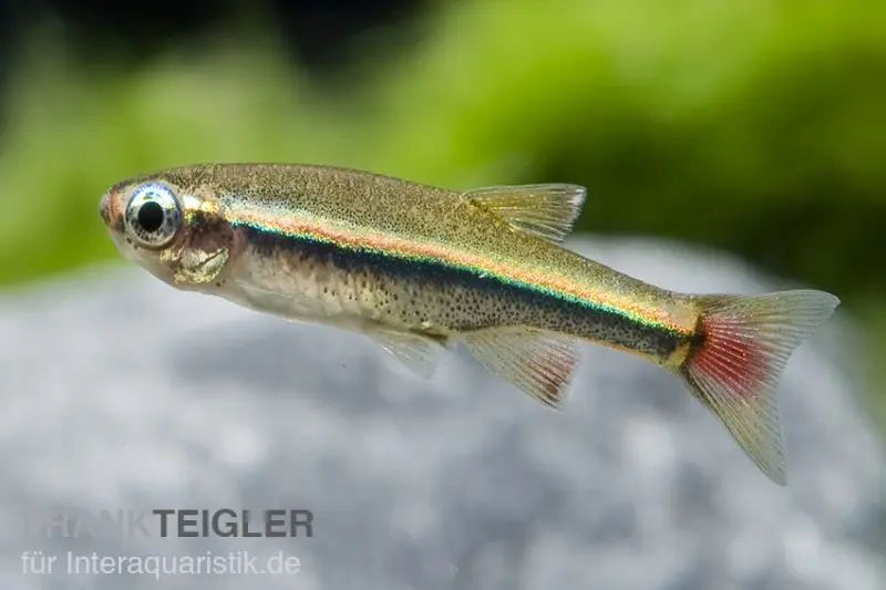 Cardinal vietnamien, Tanichthys micagemmae