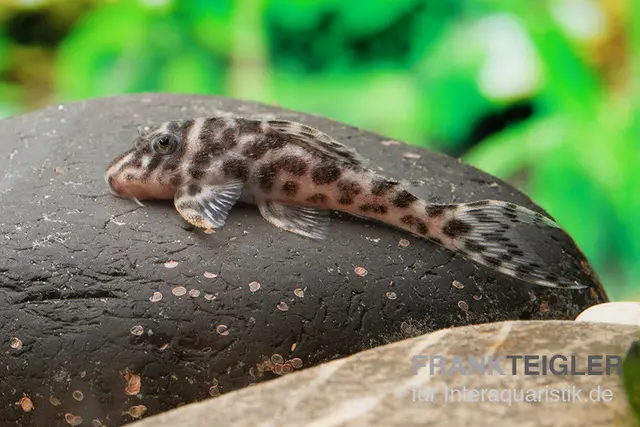 Pléco ocelot, Hypancistrus spec. L174, 3-4 cm