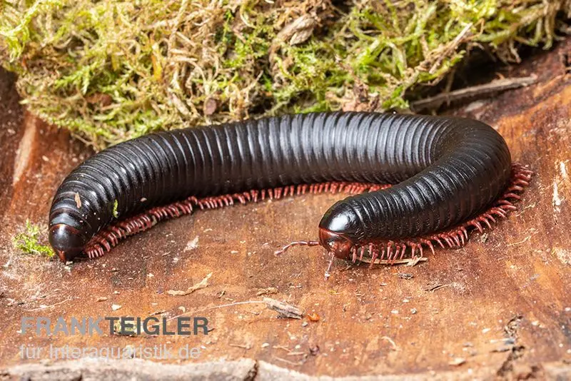 Mille-pattes Parilis, Mardonius parilis acuticonus