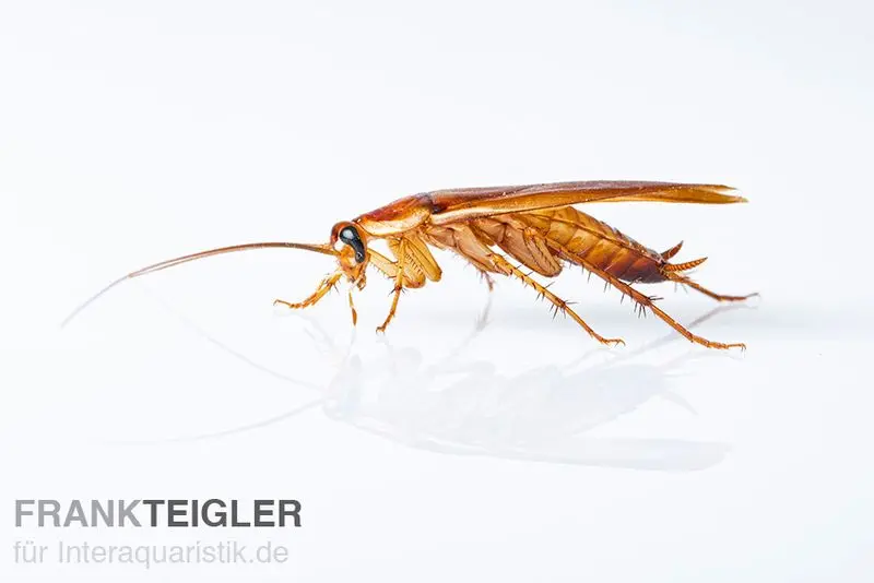 Blattes chocolat, Shelfordella tartara, insectes nourriciers
