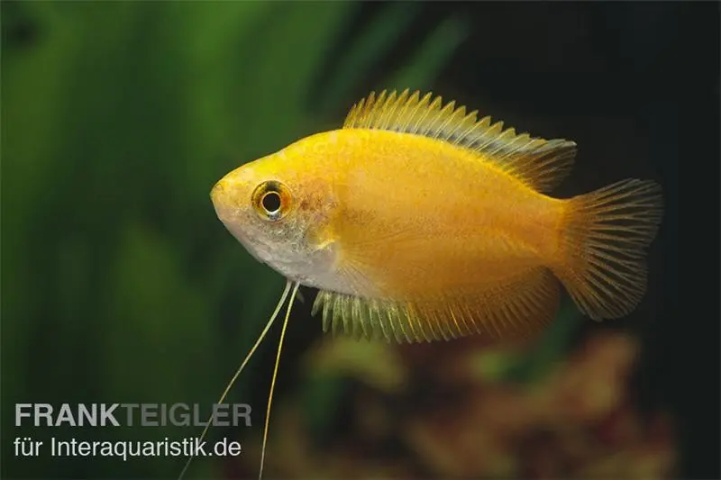 Gourami miel doré, Colisa chuna gold