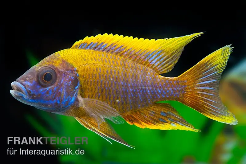 Aulonocara spec. Lwanda