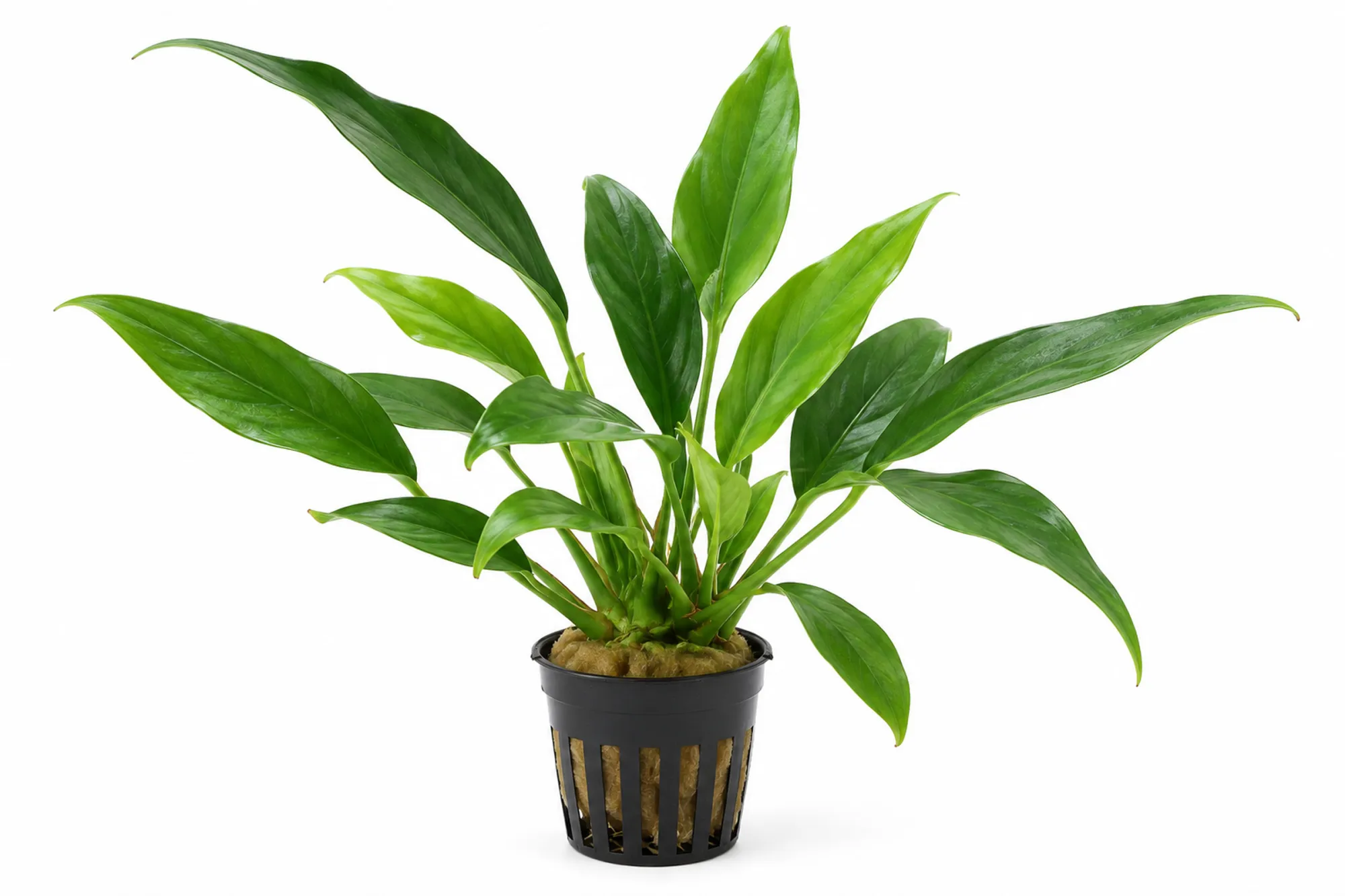 Anubias glabre, Anubias barteri var. glabra, en pot
