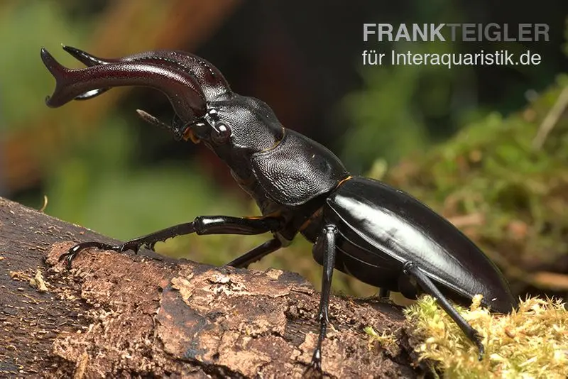 Lucane de Java, Hexarthrius buqueti