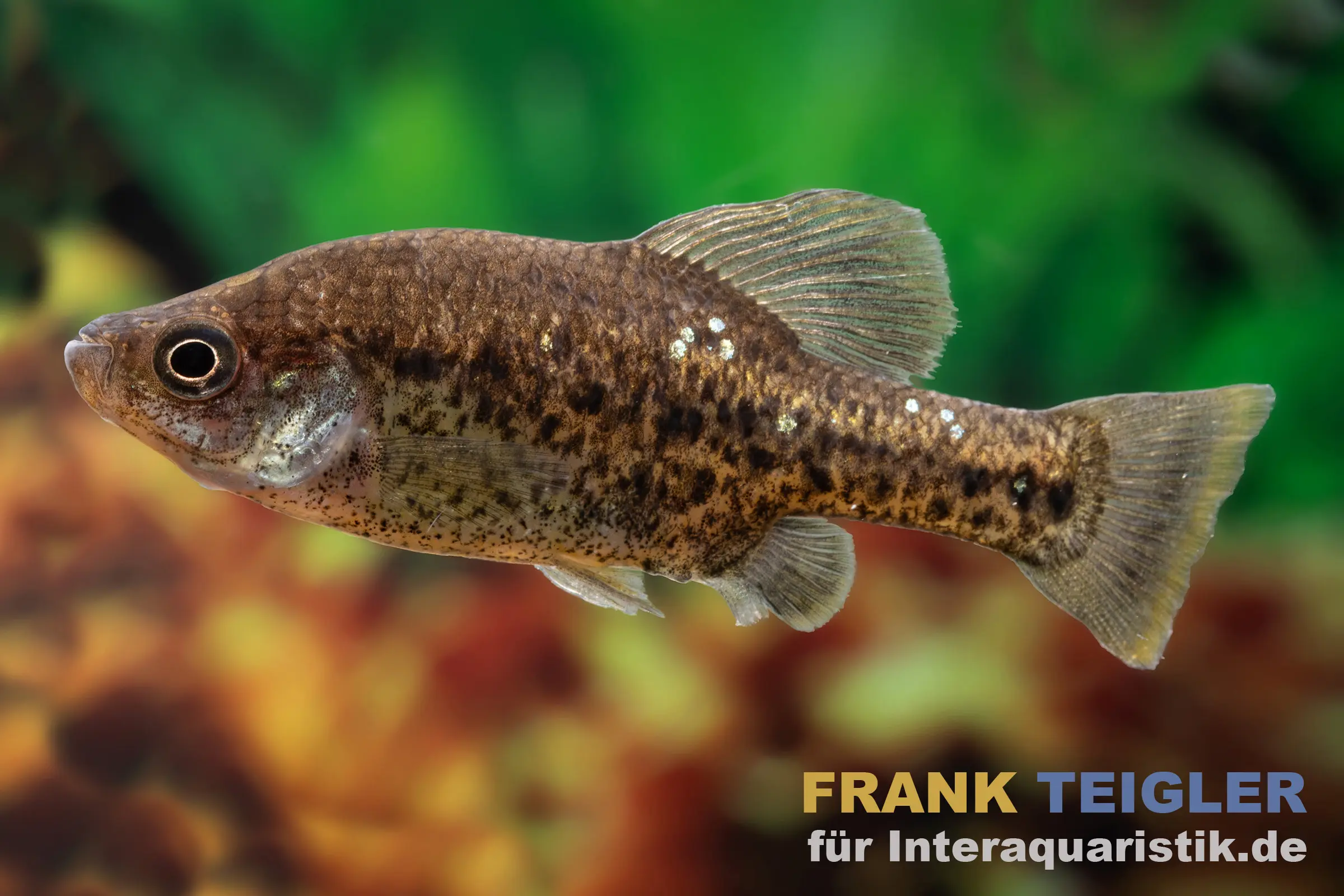 Vivipare de Cuba, Chapalichthys pardalis (vivipare léopard)