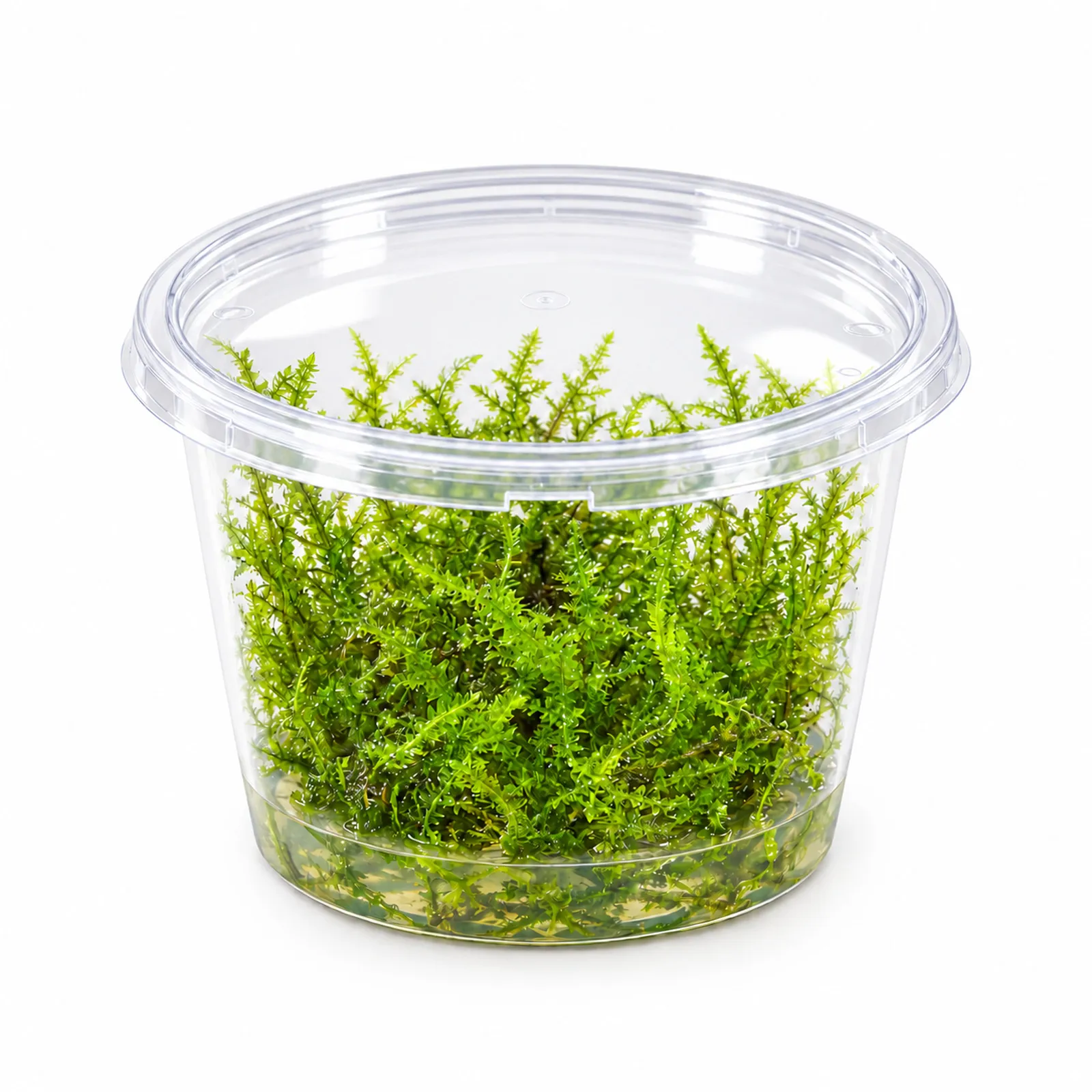 Mousse de Noël, Vesicularia montagnei, In Vitro