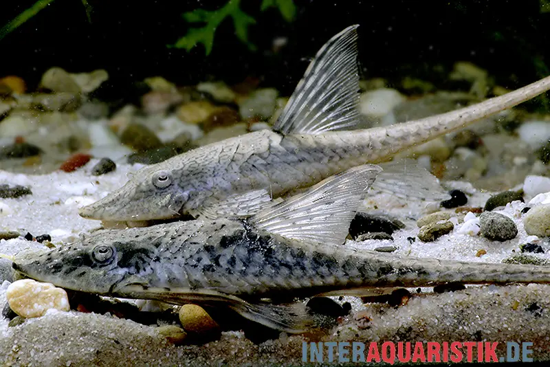Silure esturgeon nain, Sturisomatichthys leightoni, 8-10 cm