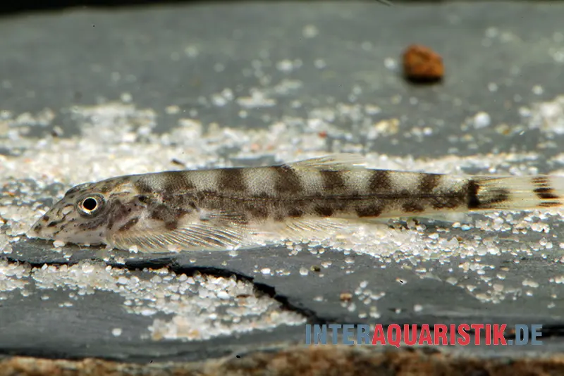 Loche ventouse de Bornéo rayée, Hypergastromyzon humilis