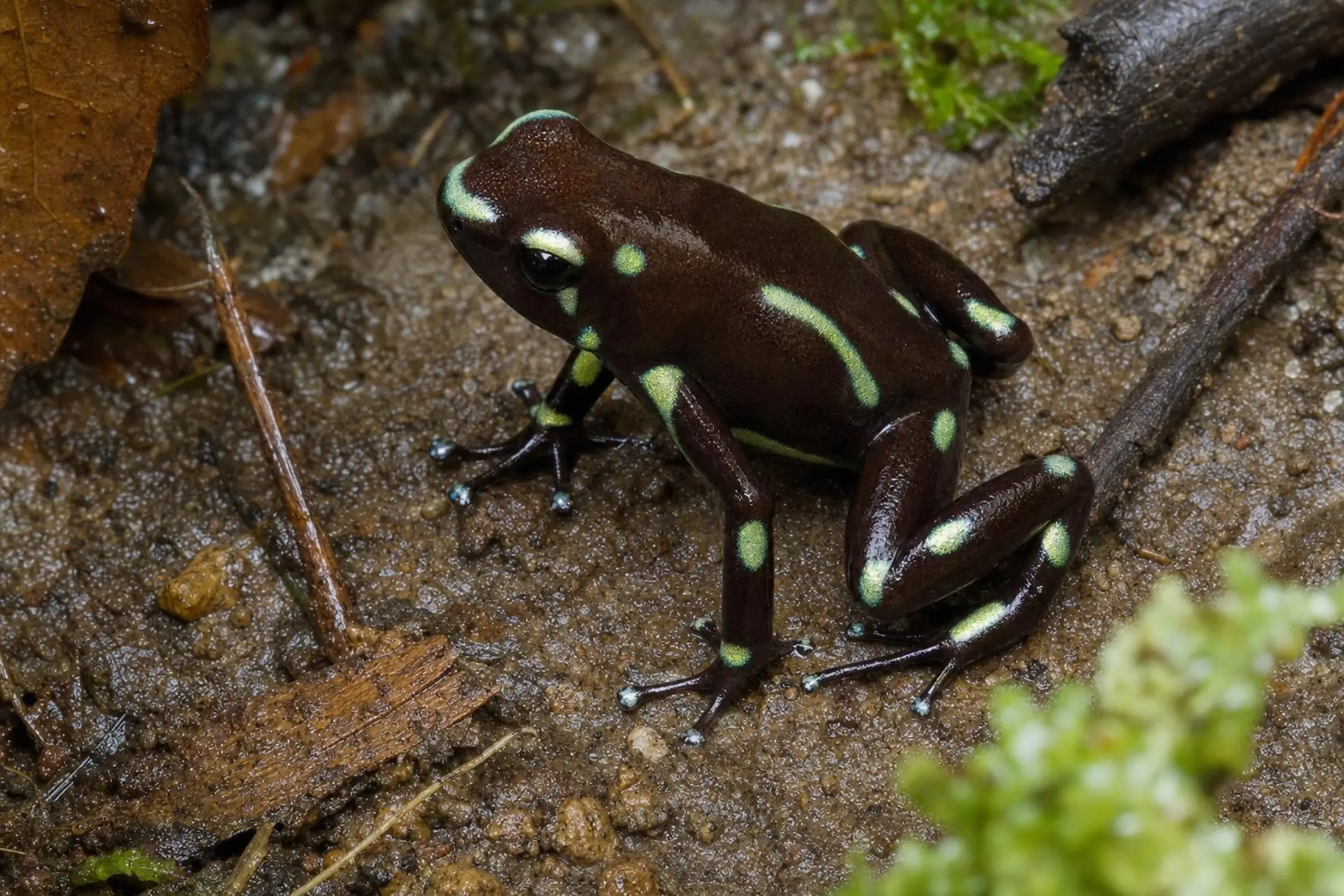 Goldbaumsteiger « Palmar Norte », Dendrobates auratus