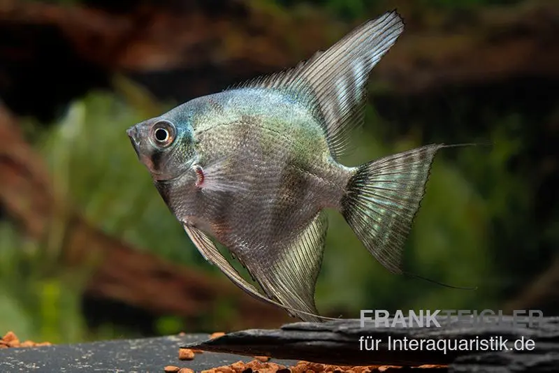 Scalaire zébré Avatar, Pterophyllum scalare