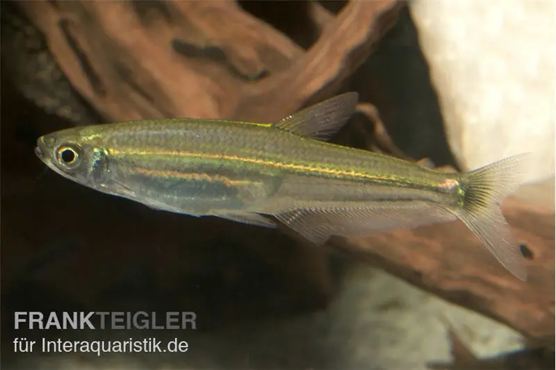 Tétra-lézard, Iguanodectes spilurus