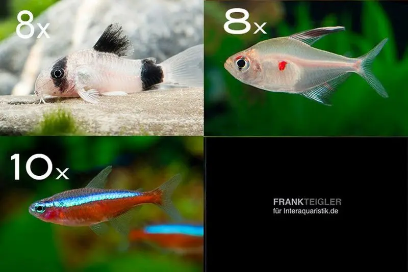 Assortiment de poissons d’ornement Amazonas pour 80 cm