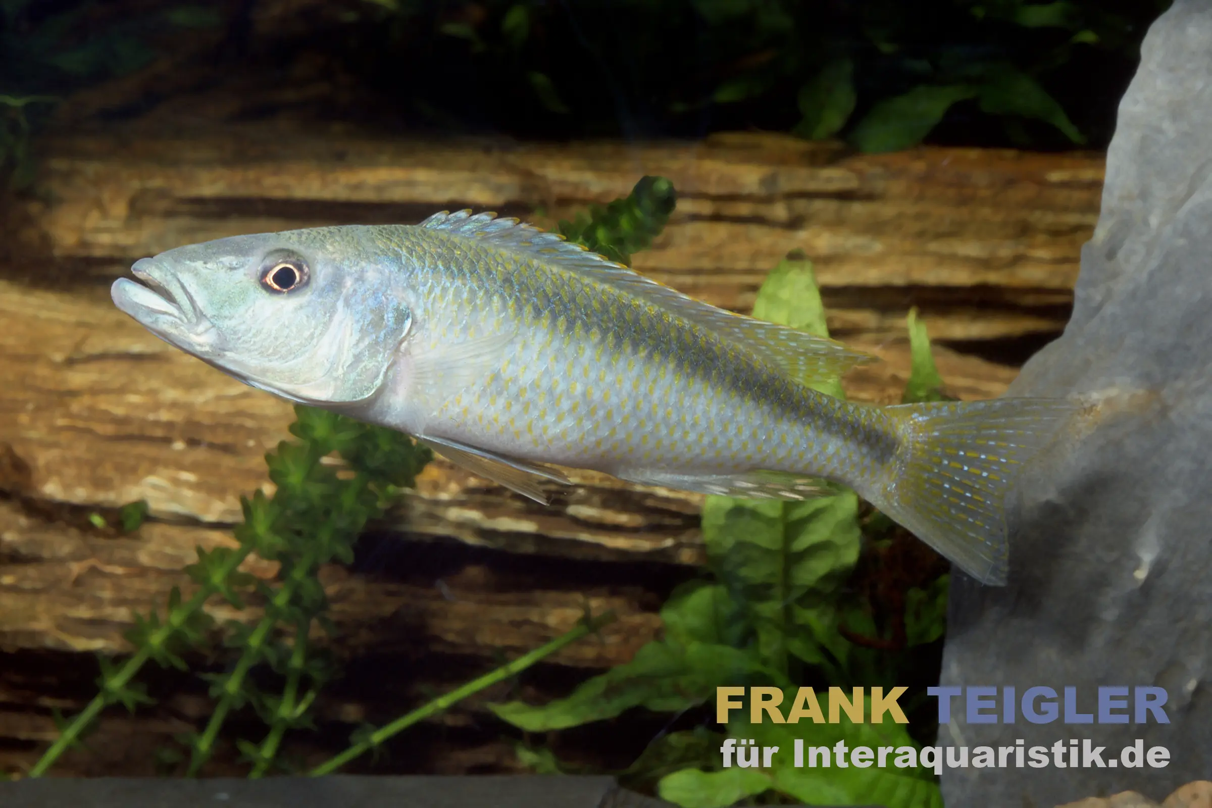 Cichlidé truite du lac Malawi, Champsochromis caeruleus