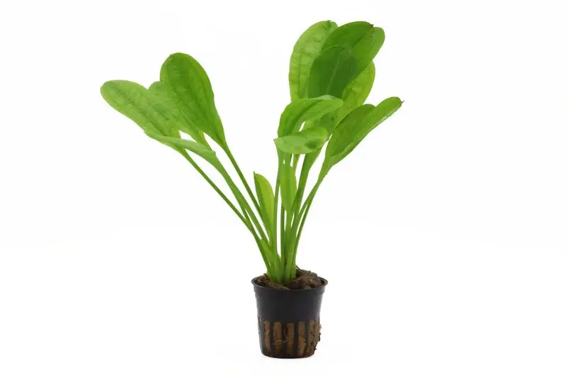Plante épée Samolus, Echinodorus grisebachii « Tropica », en pot