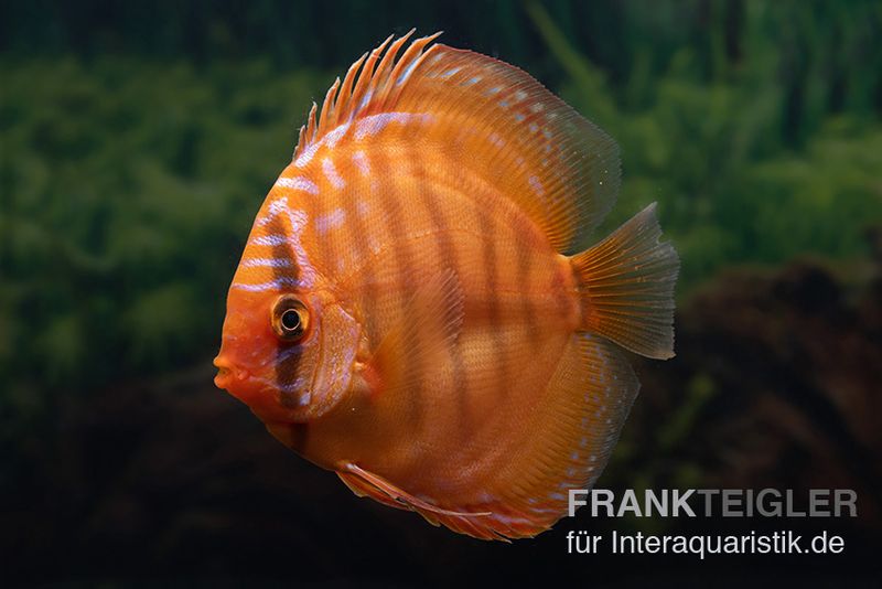 Symphysodon discus mit rötlicher Färbund Symphysodon discus sind die Königsdisziplin der Aquaristik