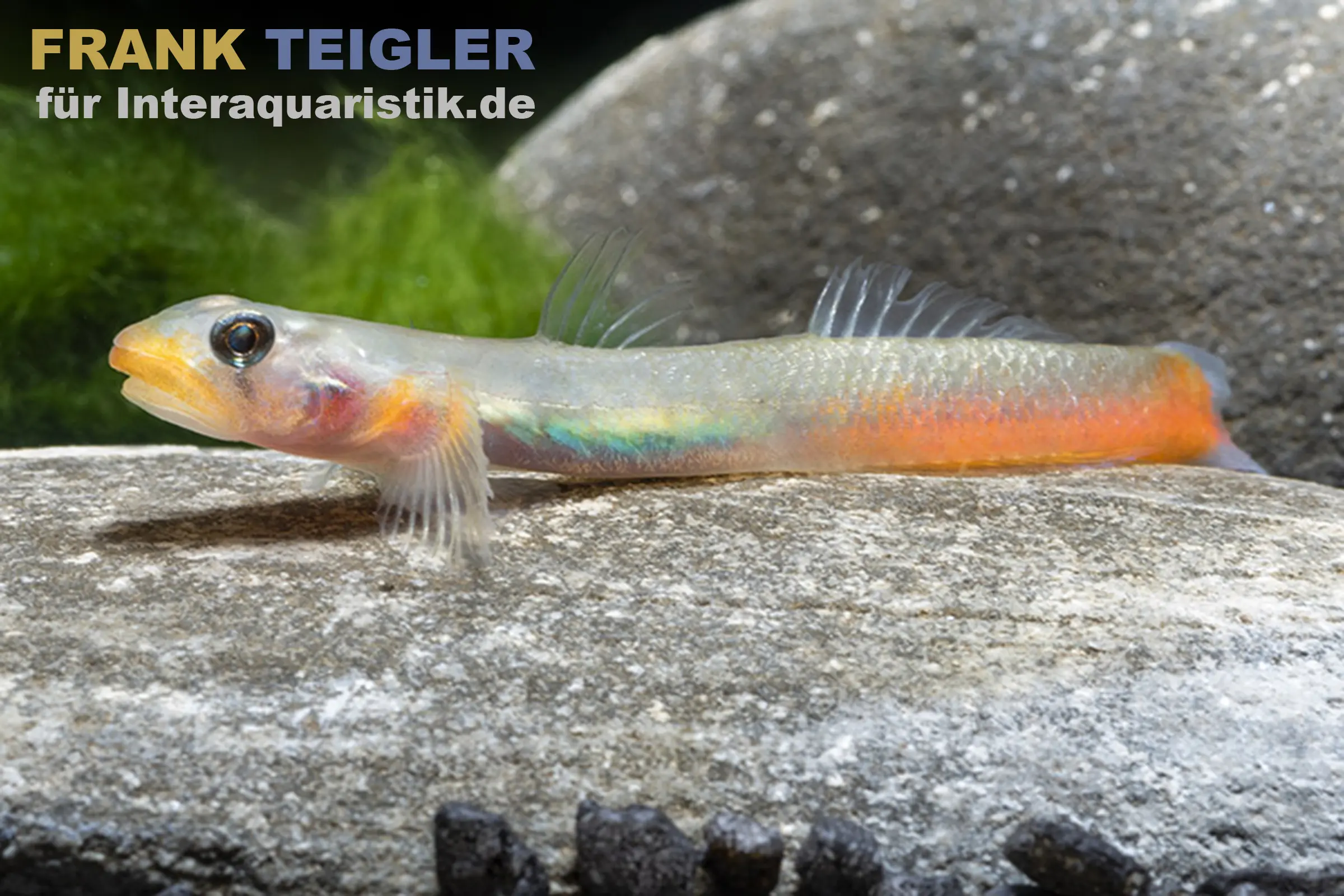 Gobie à lèvres rouges, Sicyopus exallisquamulus 