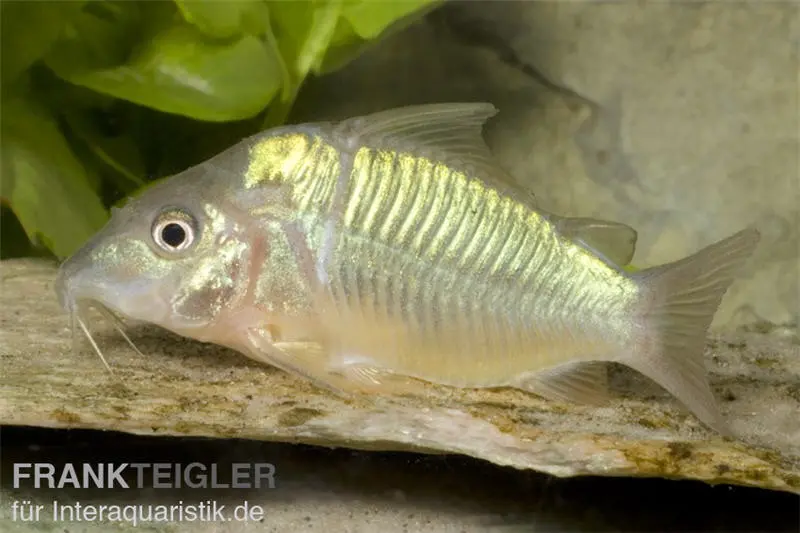 Corydoras émeraude, Brochis splendens
