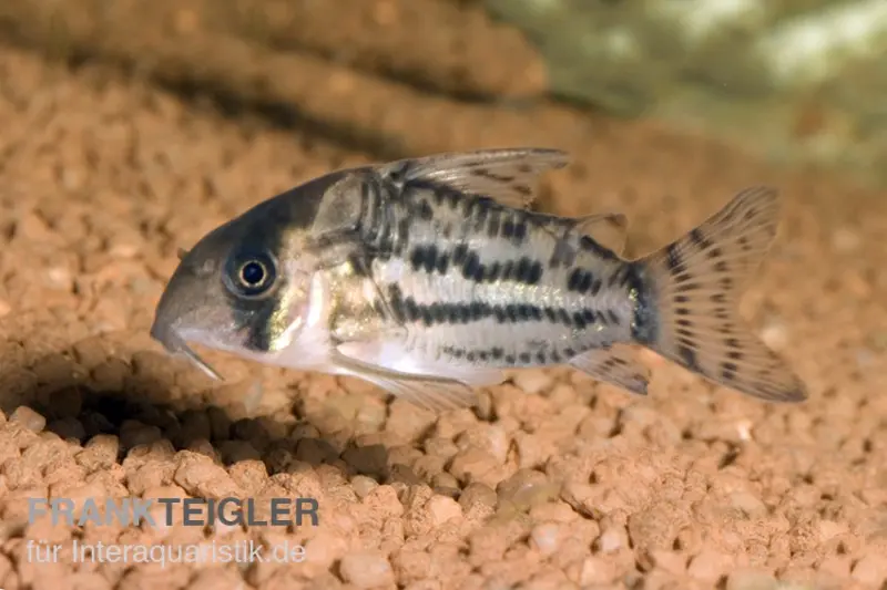 Corydoras à bandes de Schwartz, Corydoras schwartzii