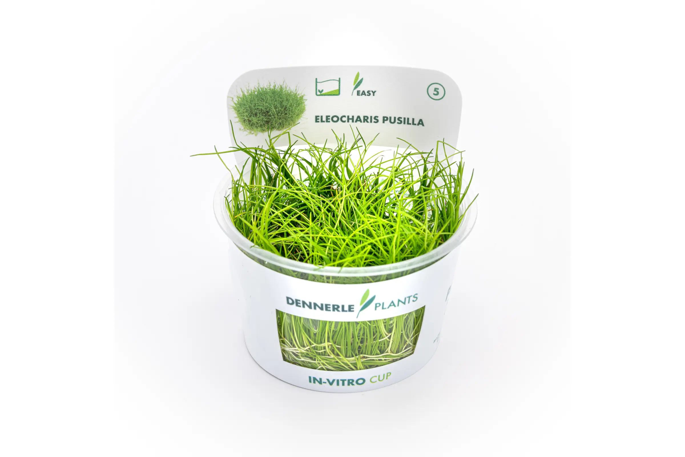 Souchet nain, Eleocharis parvula/pusilla, In Vitro