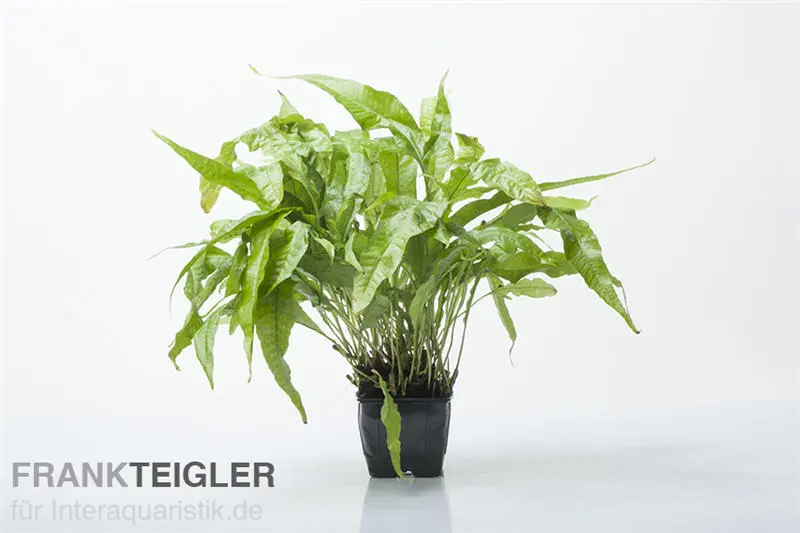 Fougère de Java, Microsorum pteropus, pot XXL, plante mère
