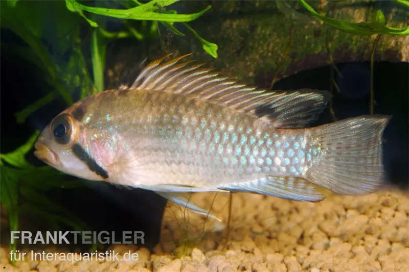 Apistogramma à grande bouche, Apistogramma norberti