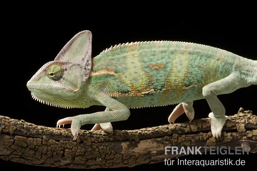 Caméléon du Yémen, Chamaeleo calyptratus