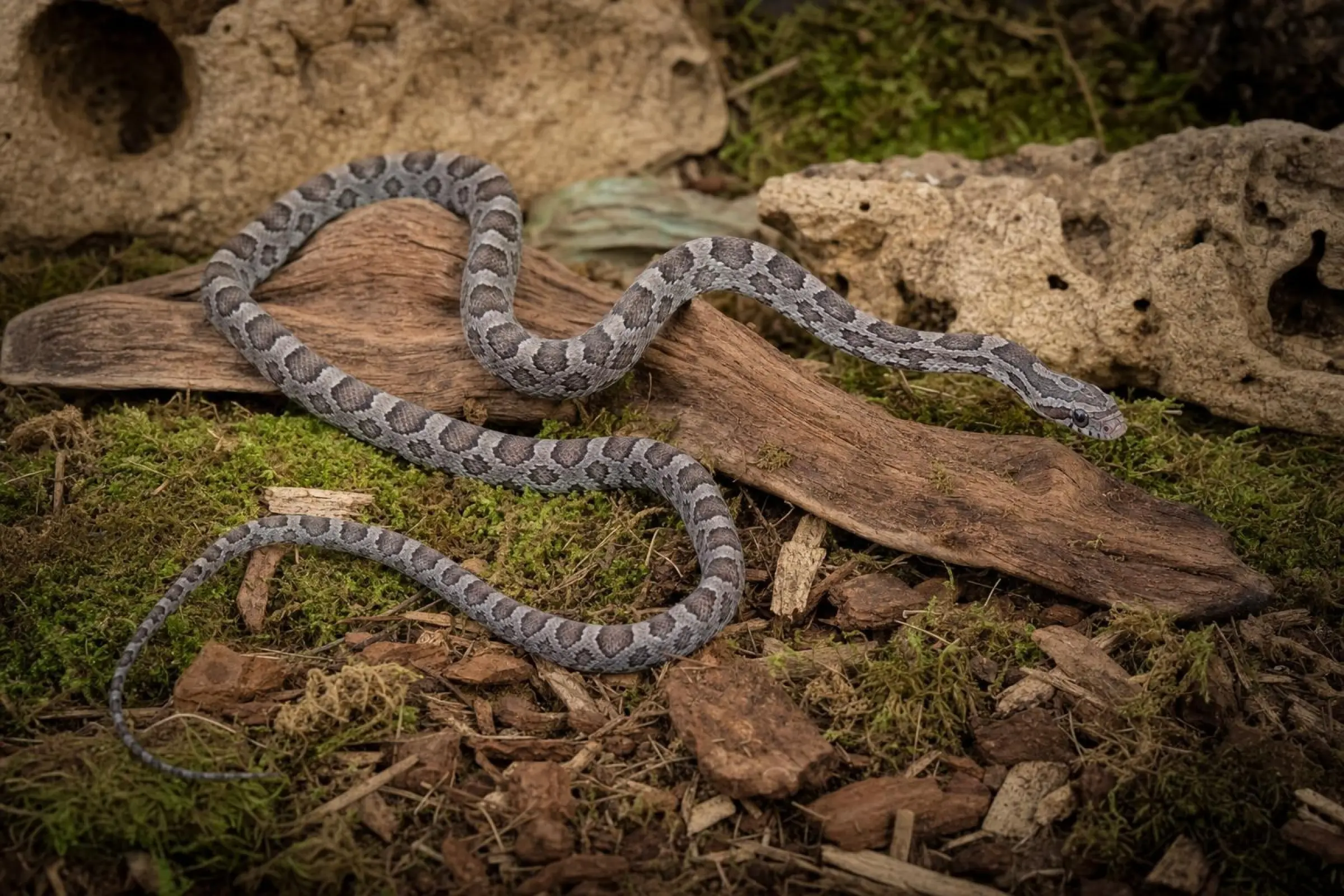 Couleuvre des blés Ultramel Charcoal, Pantherophis guttatus