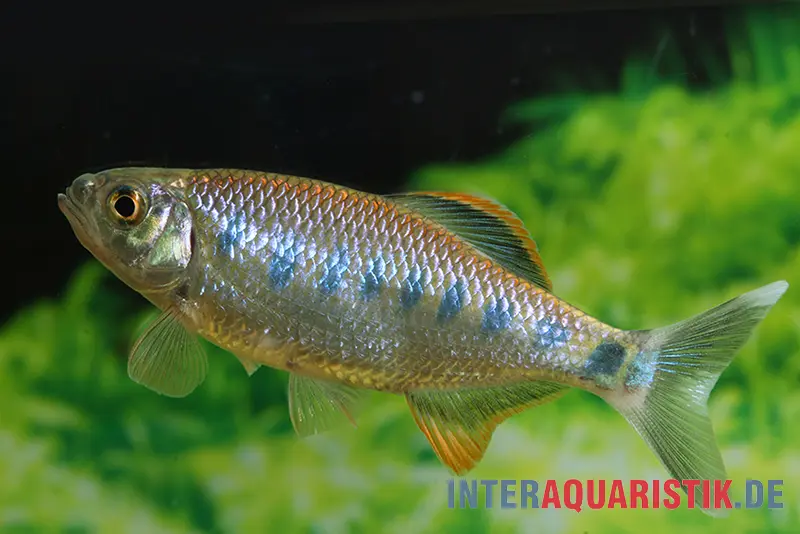 Barilius Ozola, Barilius ardens