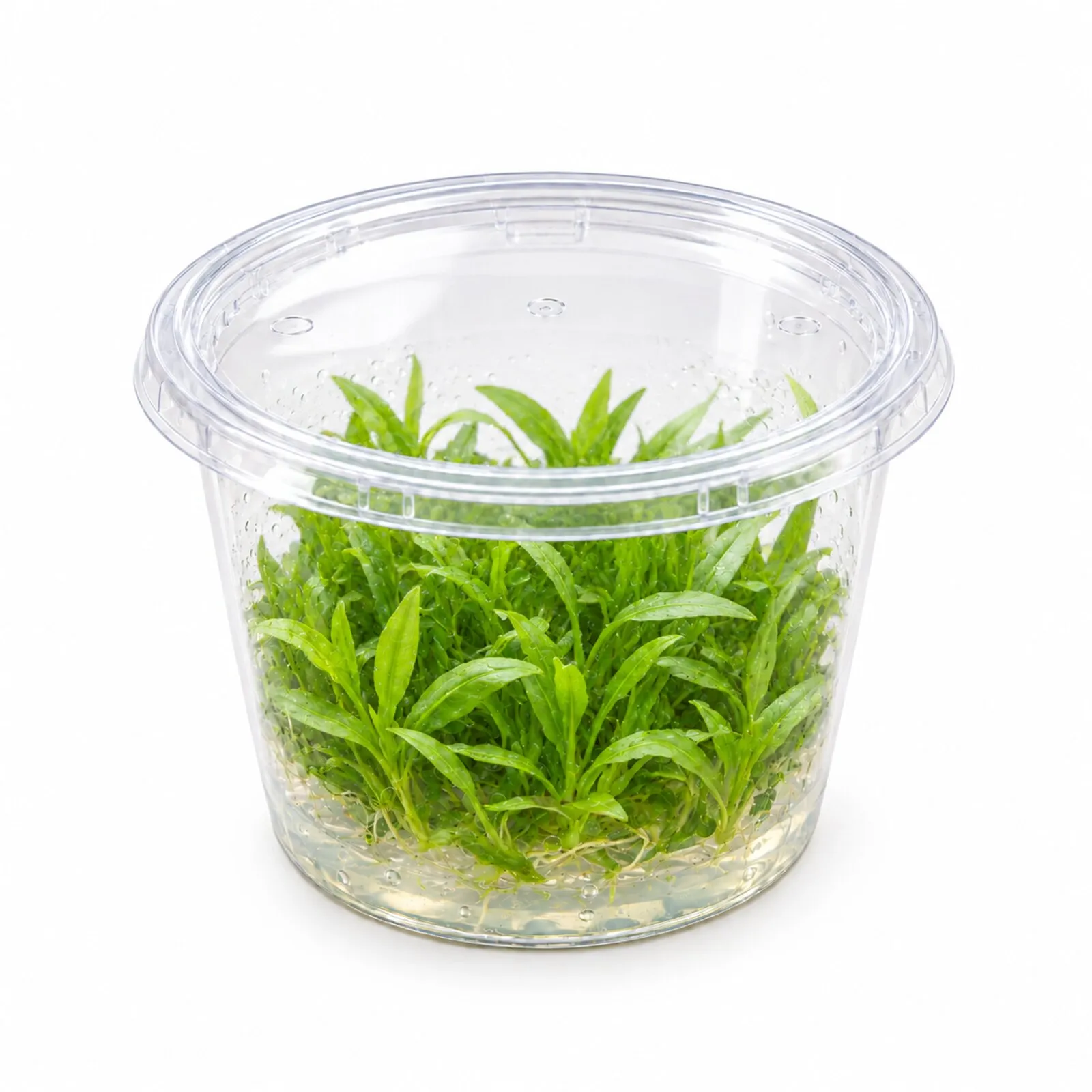 Plante naine d’Amazonie, Echinodorus quadricostatus, In Vitro