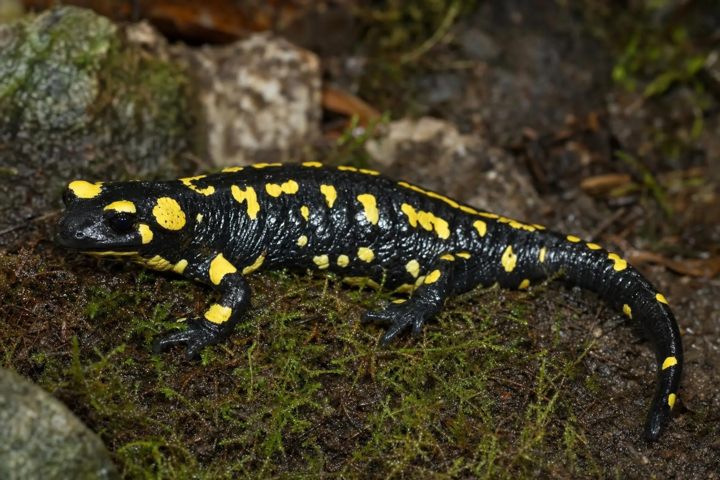 Salamandre de feu du sud de l’Espagne, Salamandra s. longirostris