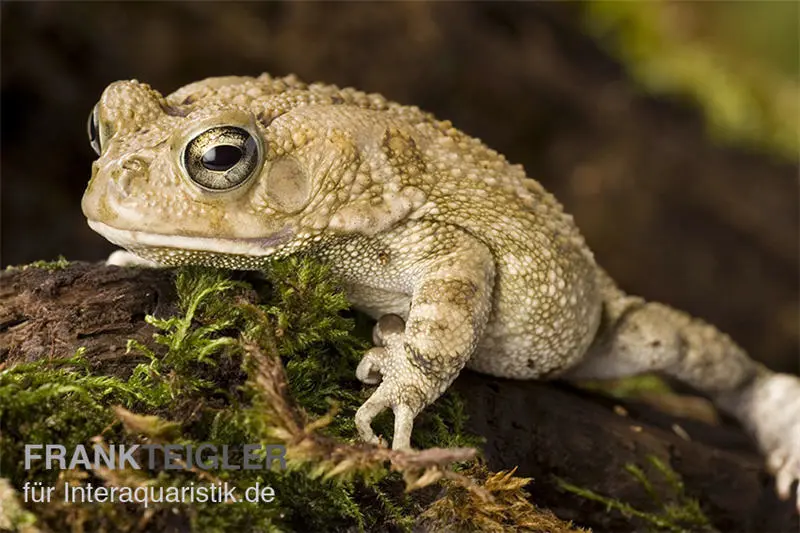 Crapaud panthère, Bufo regularis