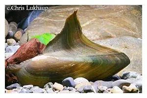 Moule à nageoire de requin, Hyriopsis bialatus