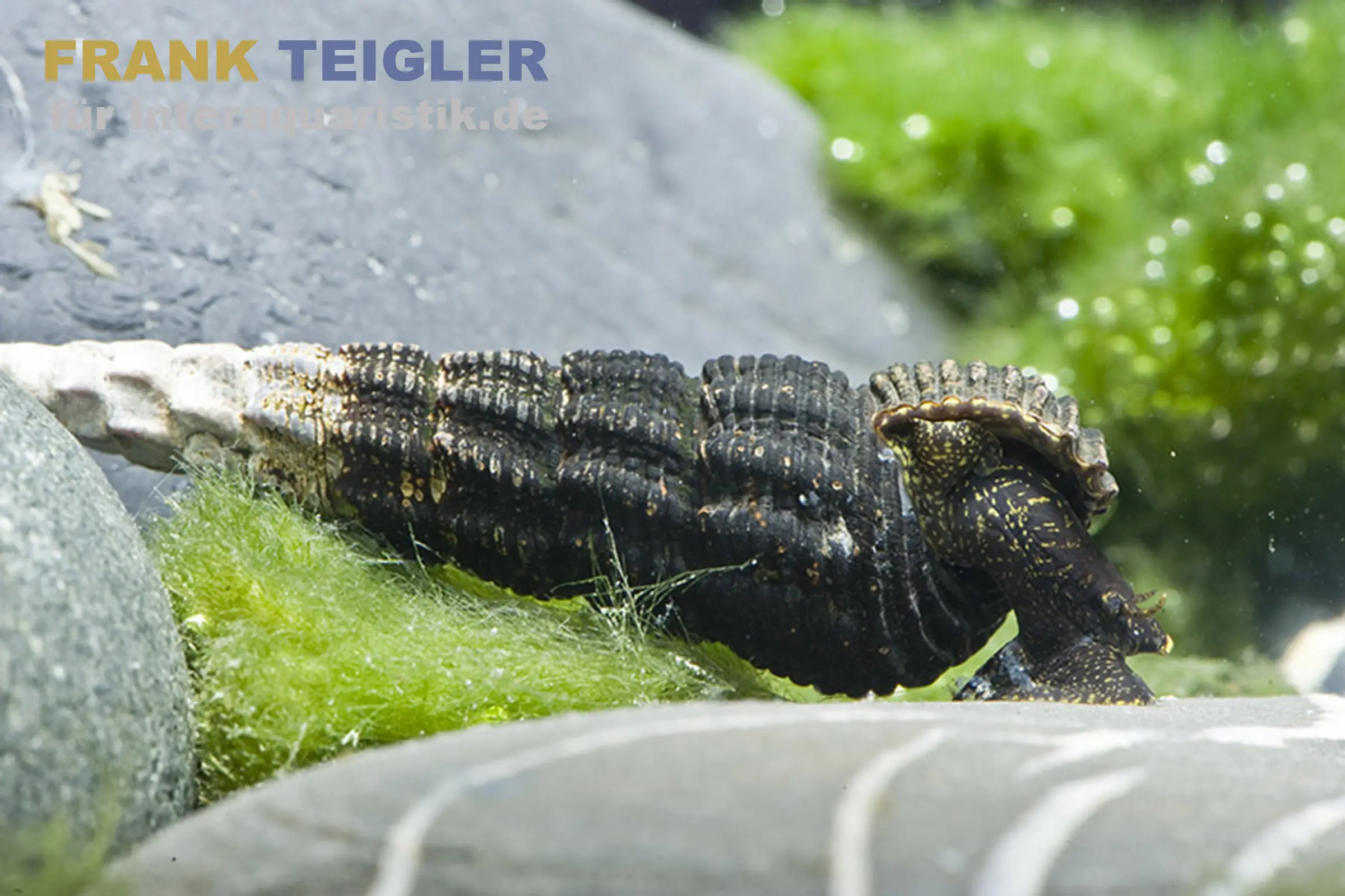 Tylomelania à antennes dorées, Tylomelania gemmifera