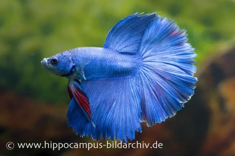 Combattant Halfmoon bleu, mâle, Betta splendens