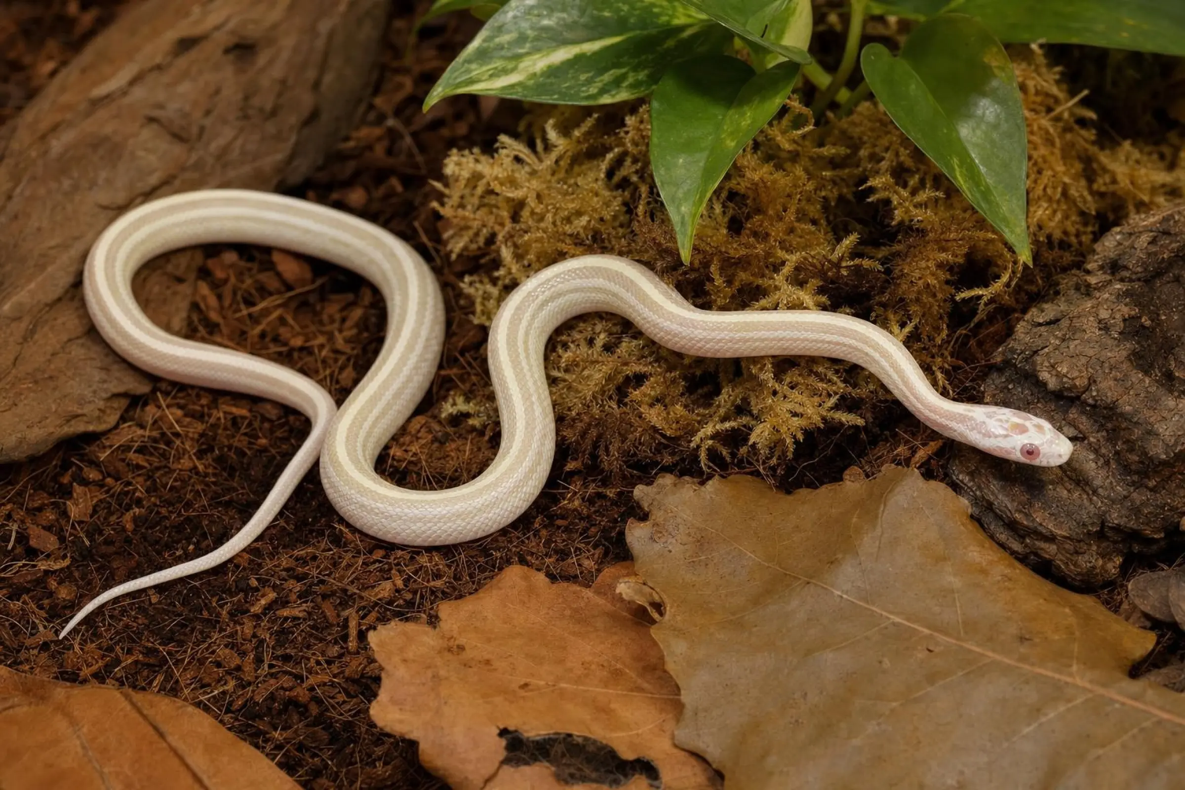 Serpent des blés Snow-Toffee-Striped, Pantherophis guttatus