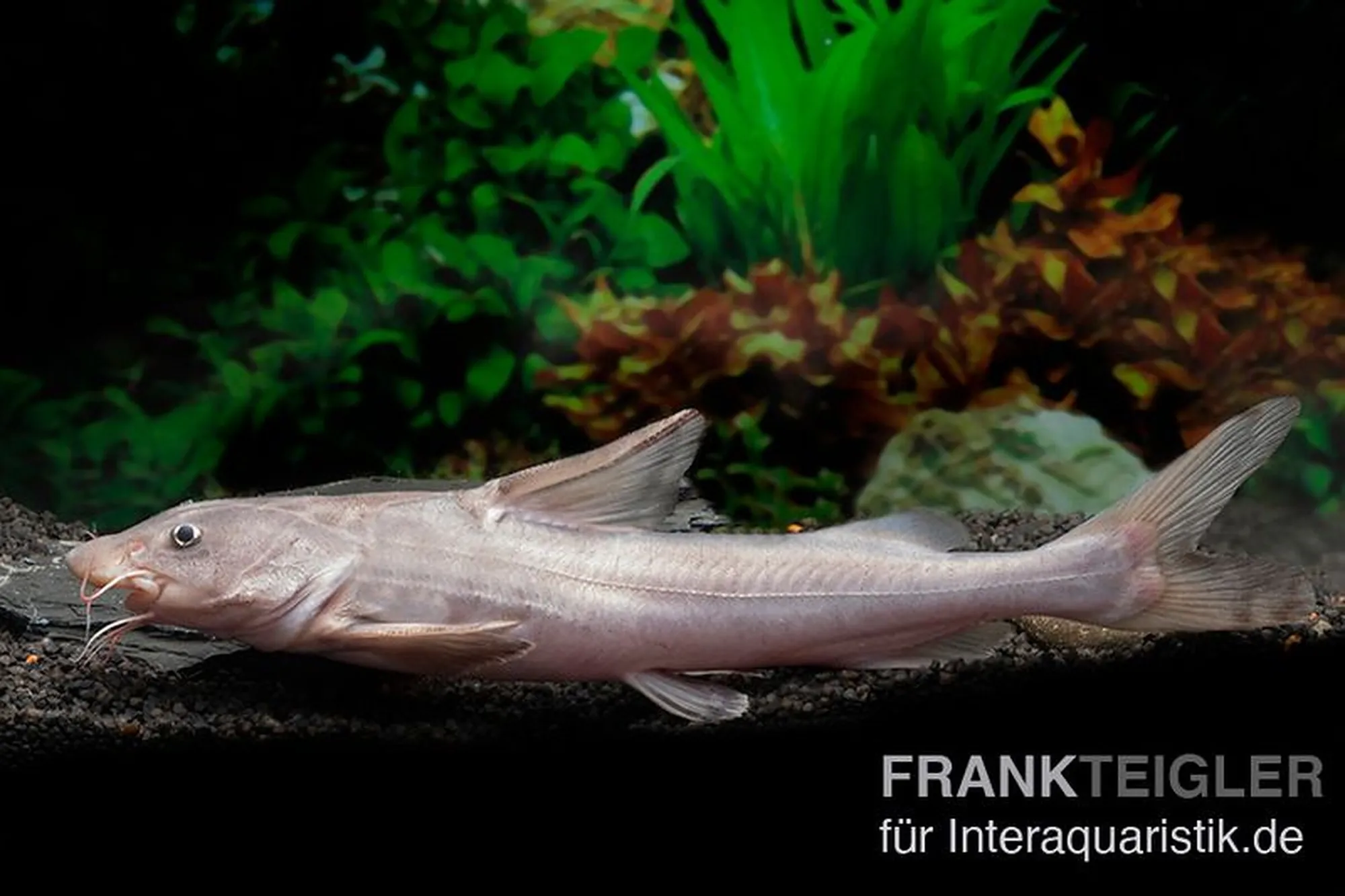 Requin d’eau douce, Hemiarius stormii, 35-40 cm