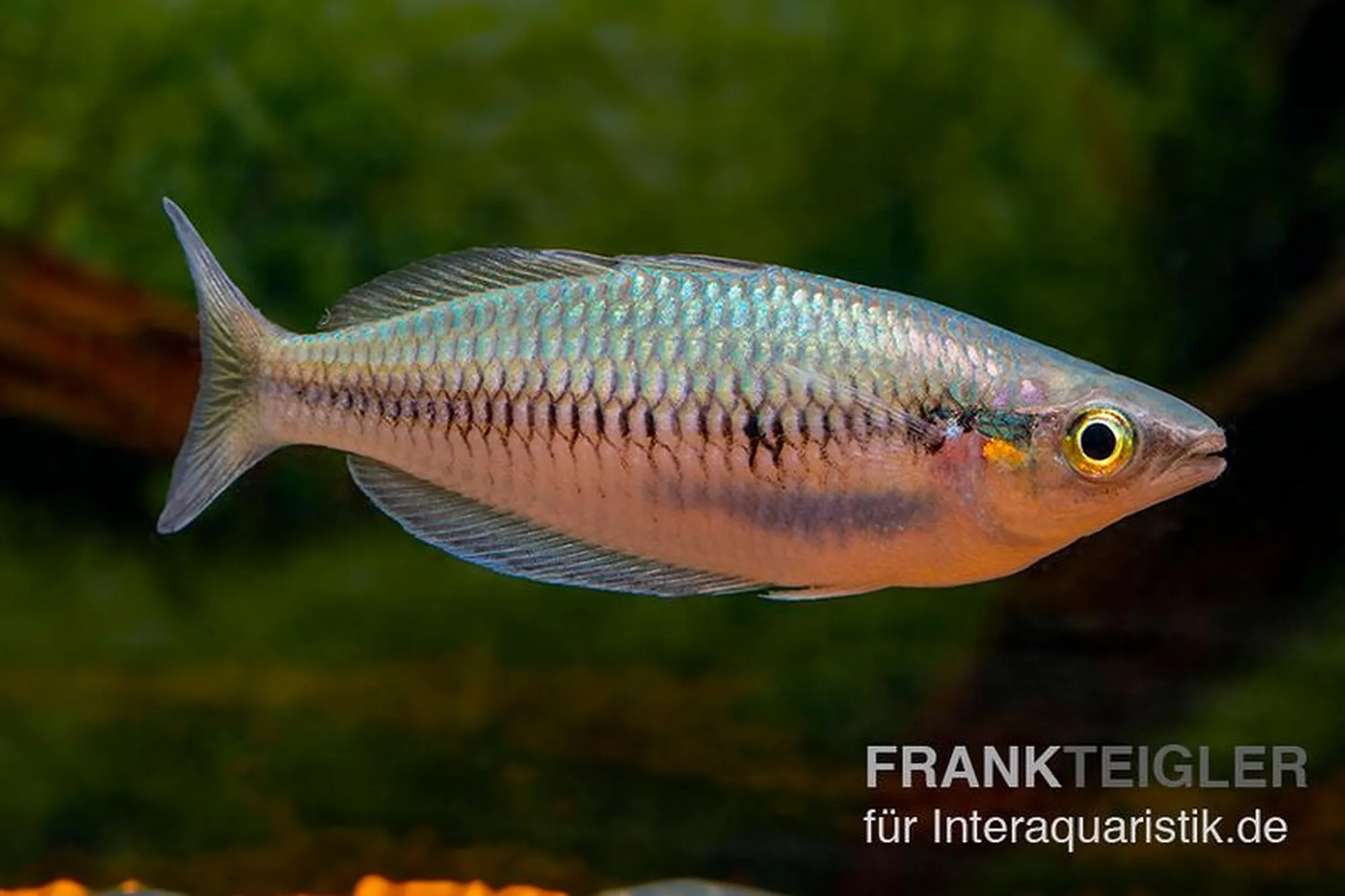 Poisson arc-en-ciel sikuensis, Melanotaenia sikuensis, 7-8 cm