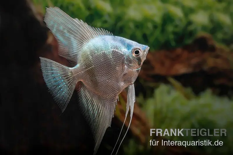 Scalaire bleu, Pterophyllum scalare