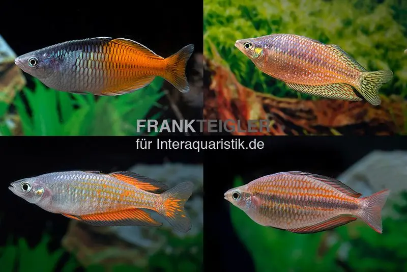 Mix de poissons arc-en-ciel, 5 poissons