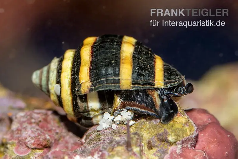 Escargot-bourdon, Engina sp. (Engina mendicaria)
