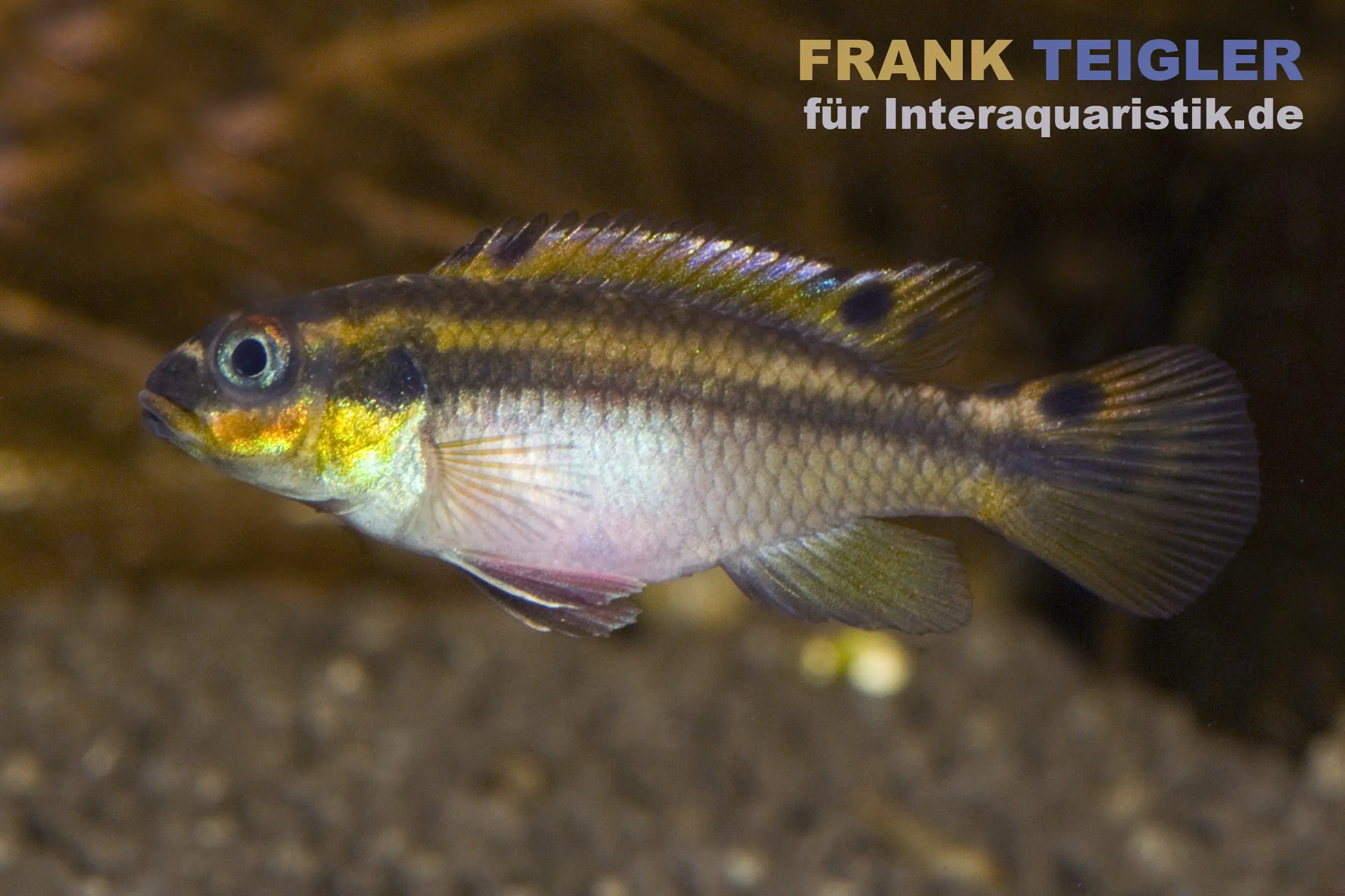 Cichlidé émeraude Moliwe, Pelvicachromis taeniatus molive